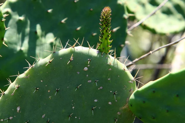 Duży Kłujący Kaktus Rosnący Parku Miejskim Wybrzeżu Morza Śródziemnego Północnym — Zdjęcie stockowe