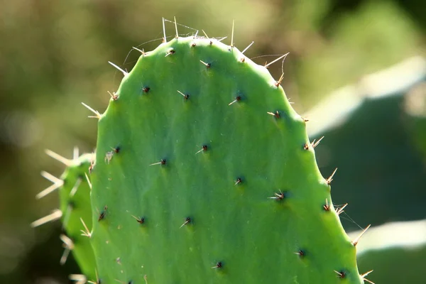 Cactus Grande Espinoso Creciendo Parque Ciudad Costa Mediterránea Norte Israel —  Fotos de Stock