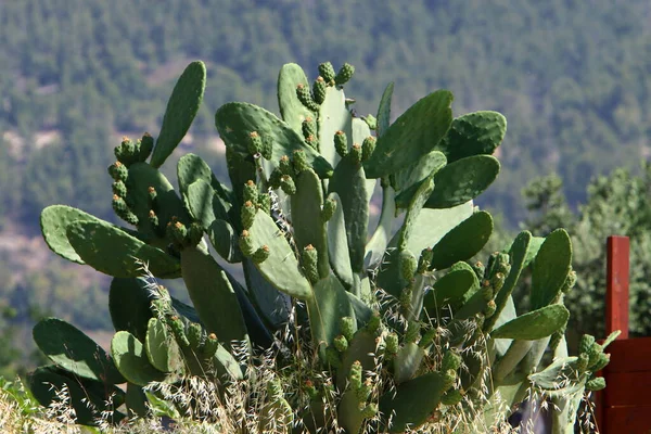 Large Prickly Cactus Growing City Park Mediterranean Coast Northern Israel — Stock Photo, Image