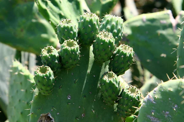 Stor Och Taggig Kaktus Som Växer Stadspark Vid Medelhavskusten Norra — Stockfoto