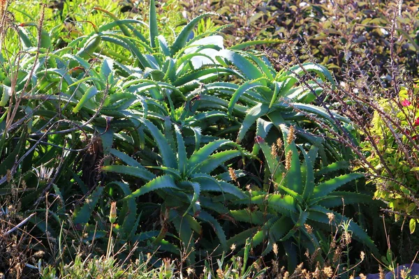 Grand Cactus Épineux Poussant Dans Parc Urbain Sur Côte Méditerranéenne — Photo