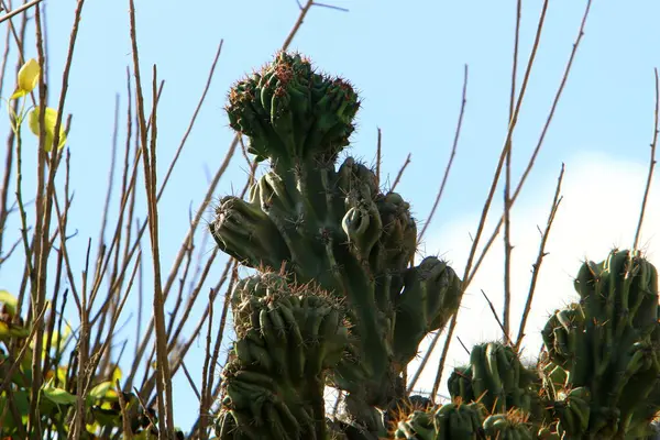 Een Grote Stekelige Cactus Die Groeit Een Stadspark Aan Middellandse — Stockfoto