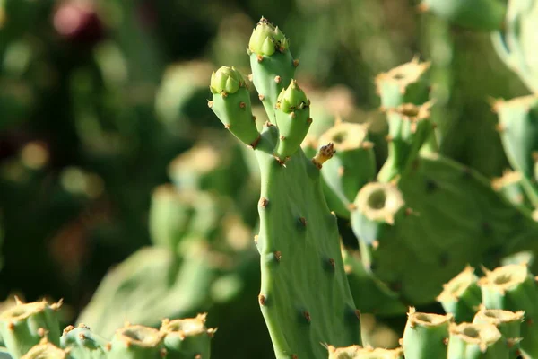 Cactus Grande Espinoso Creciendo Parque Ciudad Costa Mediterránea Norte Israel —  Fotos de Stock