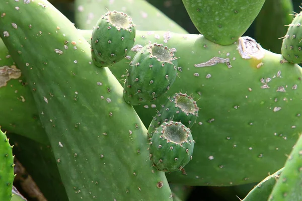 Cactus Grande Espinoso Creciendo Parque Ciudad Costa Mediterránea Norte Israel —  Fotos de Stock