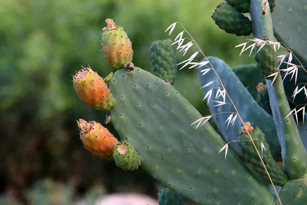 Cactus Grande Espinoso Creciendo Parque Ciudad Costa Mediterránea Norte Israel — Foto de Stock