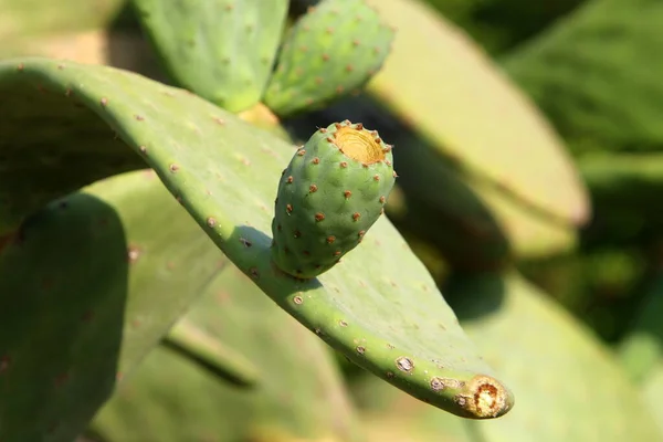 Cactus Grande Espinoso Creciendo Parque Ciudad Costa Mediterránea Norte Israel —  Fotos de Stock