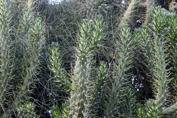 イスラエル北部の地中海沿岸の都市公園で栽培されている大型のサボテンは — ストック写真