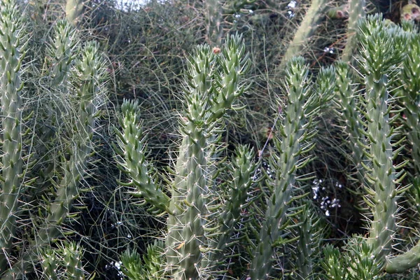 Grande Spinoso Cactus Che Cresce Parco Cittadino Sulla Costa Mediterranea — Foto Stock