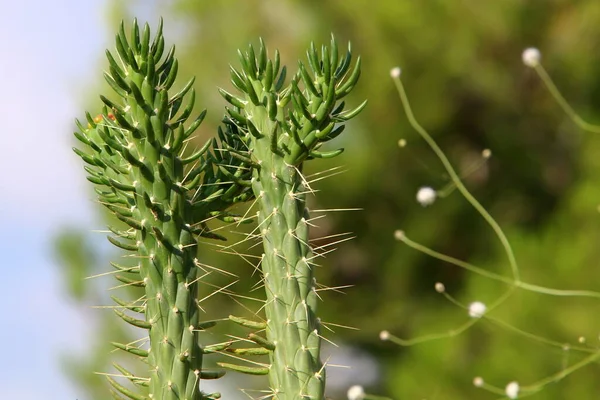 Cactus Grande Espinoso Creciendo Parque Ciudad Costa Mediterránea Norte Israel — Foto de Stock