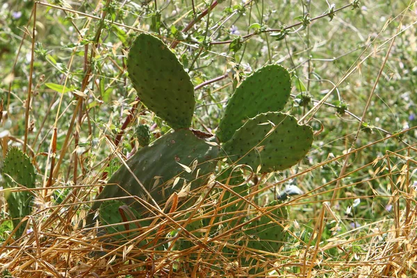 Large Prickly Cactus Growing City Park Mediterranean Coast Northern Israel — Stock Photo, Image