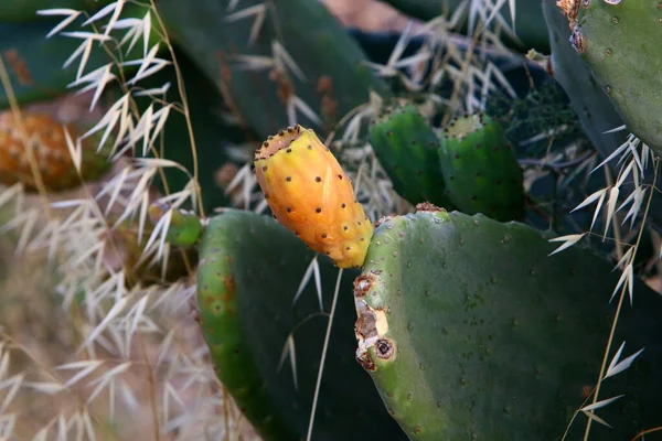 Cactus Grande Espinoso Creciendo Parque Ciudad Costa Mediterránea Norte Israel — Foto de Stock