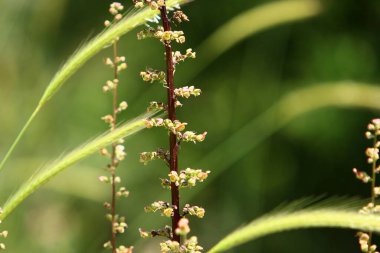 Kuzey İsrail 'de sonbahar kır çiçekleri. İsrail 'de sıcak ve kurak yaz 