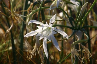 Kuzey İsrail 'de sonbahar kır çiçekleri. İsrail 'de sıcak ve kurak yaz 
