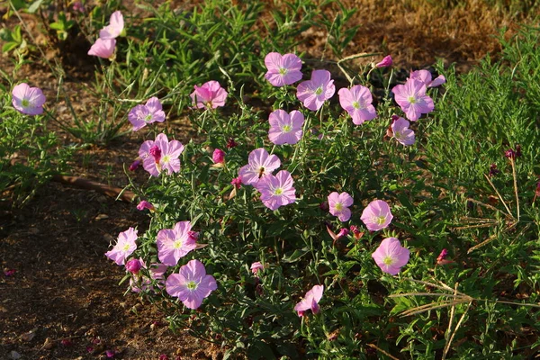 Flores Silvestres Otoño Norte Israel Verano Caliente Seco Israel —  Fotos de Stock
