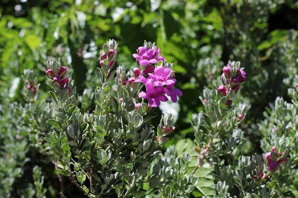 Flores Silvestres Outono Norte Israel Verão Quente Seco Israel — Fotografia de Stock