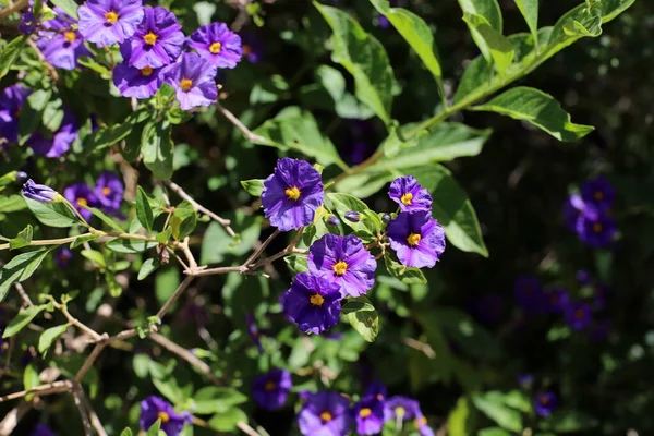 Jesienne Dzikie Kwiaty Północnym Izraelu Gorące Suche Lato Izraelu — Zdjęcie stockowe