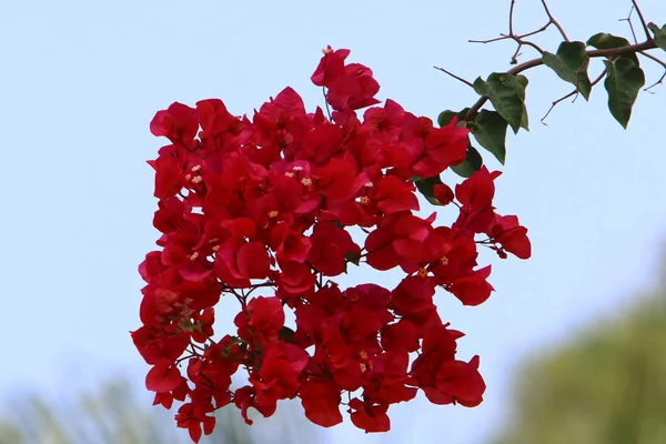 Осінні Польові Квіти Півночі Ізраїлю Гаряче Сухе Літо Ізраїлі — стокове фото