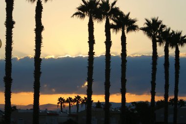 İsrail 'in kuzeyindeki bir şehir parkında gün doğumunda kızıl gökyüzüne karşı yüksek hurma ağaçları. 