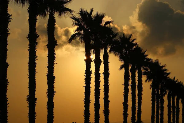 Palmiers Dattiers Élevés Contre Ciel Rouge Lever Soleil Dans Parc — Photo