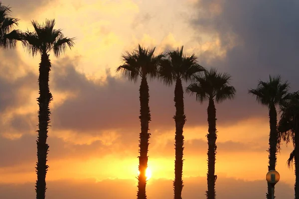 tall date palms against a red sky at sunrise in a city park in northern Israel