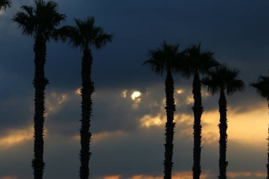 İsrail 'in kuzeyindeki bir şehir parkında gün doğumunda kızıl gökyüzüne karşı yüksek hurma ağaçları. 
