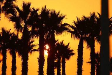 İsrail 'in kuzeyindeki bir şehir parkında gün doğumunda kızıl gökyüzüne karşı yüksek hurma ağaçları. 