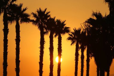 İsrail 'in kuzeyindeki bir şehir parkında gün doğumunda kızıl gökyüzüne karşı yüksek hurma ağaçları. 