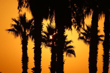 İsrail 'in kuzeyindeki bir şehir parkında gün doğumunda kızıl gökyüzüne karşı yüksek hurma ağaçları. 
