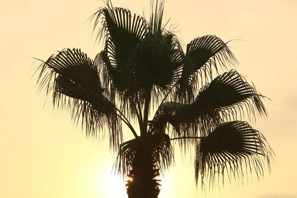 Palmeras Altas Contra Cielo Rojo Amanecer Parque Ciudad Norte Israel —  Fotos de Stock