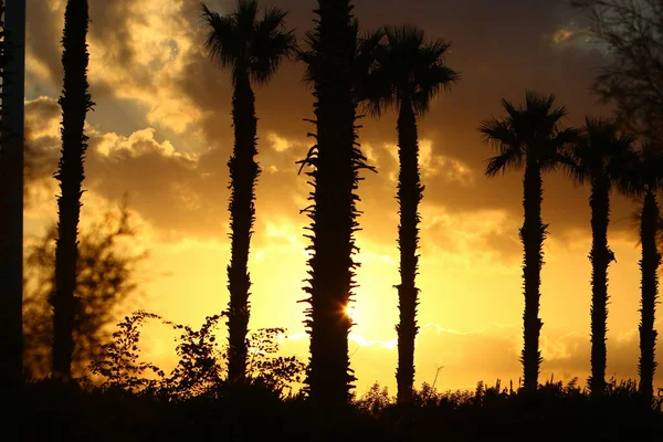 Palmeras Altas Contra Cielo Rojo Amanecer Parque Ciudad Norte Israel —  Fotos de Stock