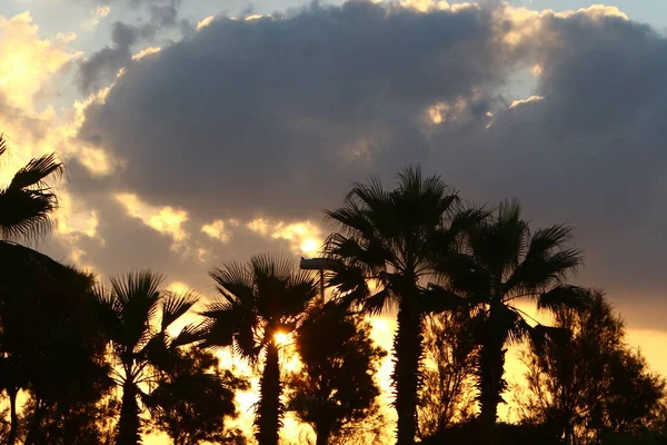 tall date palms against a red sky at sunrise in a city park in northern Israel