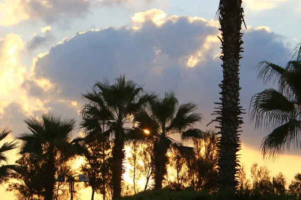 Tall Date Palms Red Sky Sunrise City Park Northern Israel — Stock Photo, Image