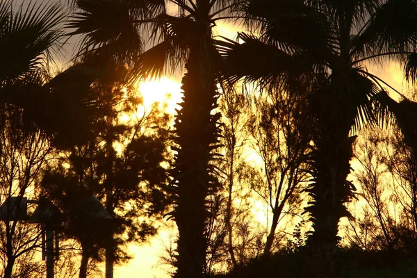 Palmiers Dattiers Élevés Contre Ciel Rouge Lever Soleil Dans Parc — Photo