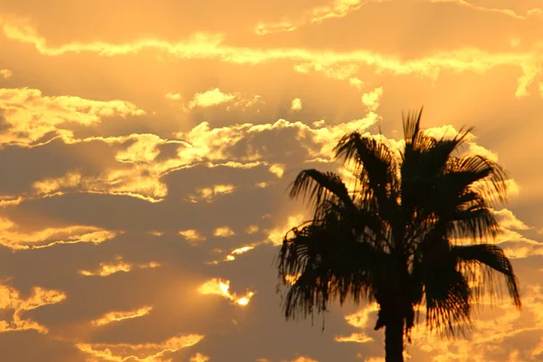 tall date palms against a red sky at sunrise in a city park in northern Israel