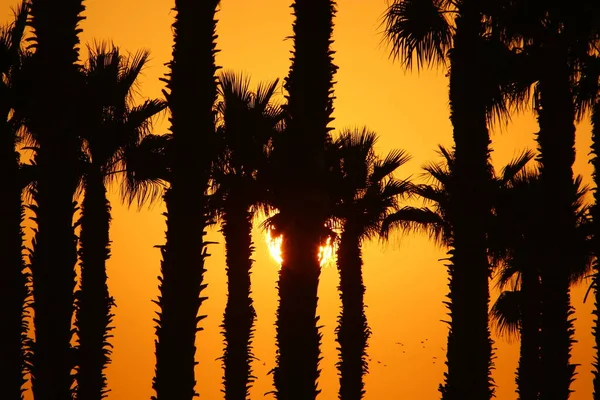 Wysoka Data Palmy Przeciw Czerwonemu Niebu Wschodzie Słońca Parku Miejskim — Zdjęcie stockowe