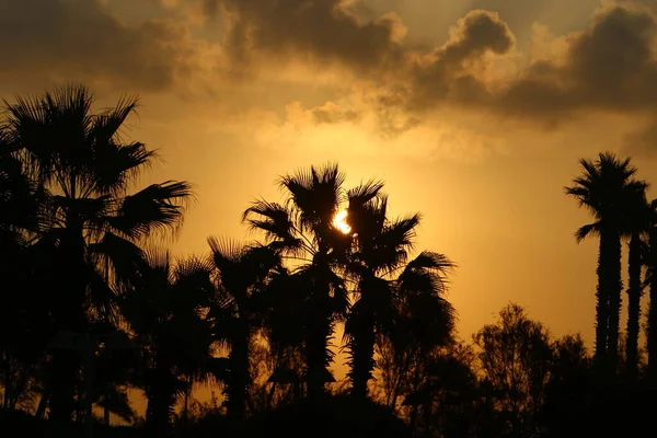 tall date palms against a red sky at sunrise in a city park in northern Israel