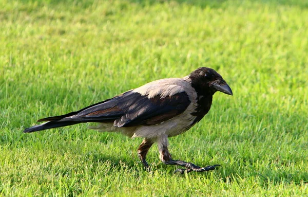 Kapuzenkrähe Einem Stadtpark Der Mittelmeerküste Israel — Stockfoto