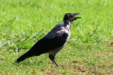 İsrail 'in Akdeniz kıyısındaki şehir parkında kapüşonlu karga 