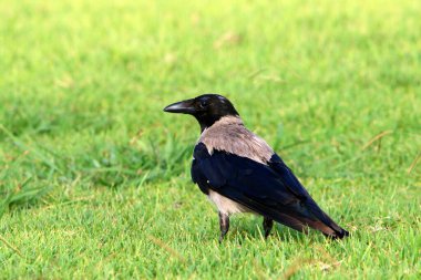 İsrail 'in Akdeniz kıyısındaki şehir parkında kapüşonlu karga 