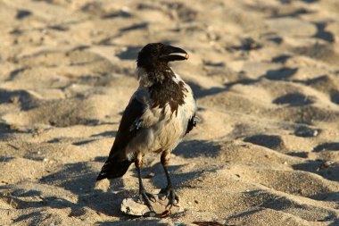 İsrail 'in Akdeniz kıyısındaki şehir parkında kapüşonlu karga 