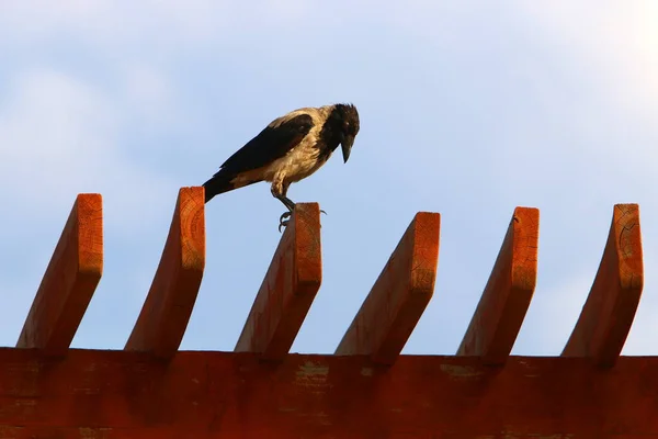 Hooded Crow City Park Mediterranean Coast Israel — Stock Photo, Image