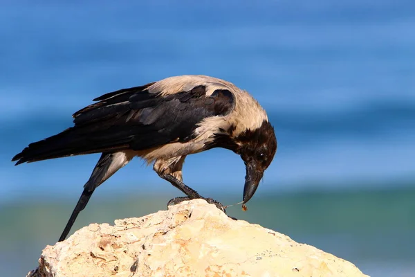 Corbeau Capuchon Dans Parc Urbain Sur Côte Méditerranéenne Israël — Photo