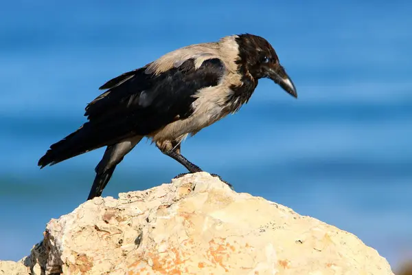 Ворона Капюшоне Городском Парке Побережье Средиземного Моря Израиле — стоковое фото