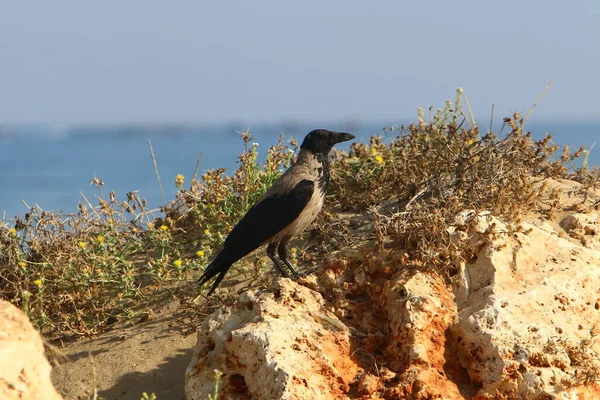 Zakapturzony Kruk Parku Miejskim Wybrzeżu Morza Śródziemnego Izraelu — Zdjęcie stockowe