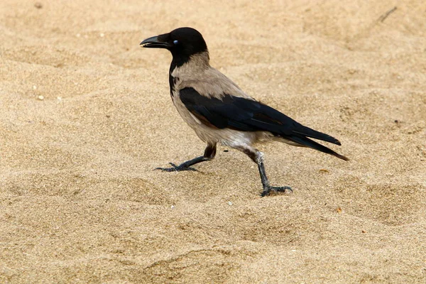 イスラエルの地中海沿岸の都市公園でカラスを飼い — ストック写真