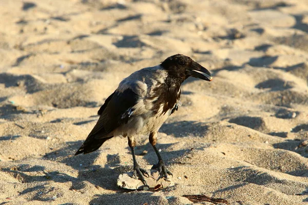 以色列地中海沿岸的一个城市公园里 头戴头巾的乌鸦 — 图库照片