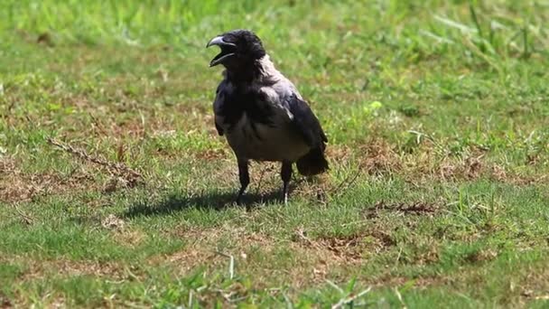 Corbeau Capuchon Dans Parc Urbain Sur Côte Méditerranéenne Israël — Video