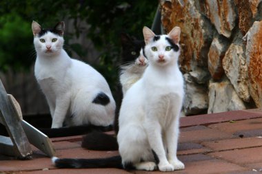 Başkent Kudüs sokaklarında başıboş ve başıboş kediler. 