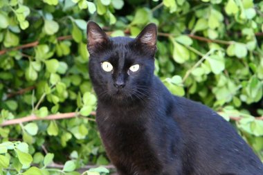 Başkent Kudüs sokaklarında başıboş ve başıboş kediler. 