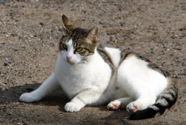 Başkent Kudüs sokaklarında başıboş ve başıboş kediler. 